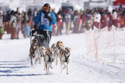 Lenk 2013